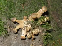 hallimasch_1024x768.webp