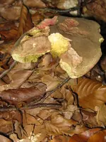 rotfußröhrling_576x768.webp
