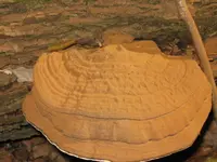 009_1024x768.webp