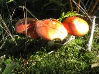 014_1024x768.webp