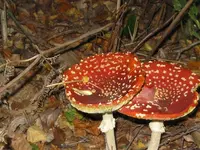 019_1024x768.webp