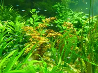 Mai2011 059.webp