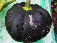 005.webp
