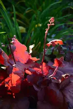 DSC_5701.jpg