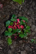 DSC_5698.jpg