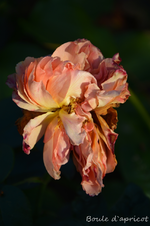 DSC_5703.webp