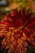 DSC_5711.webp