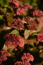 DSC_5714.webp