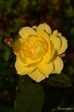 DSC_5694.webp