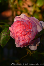 DSC_5710.webp