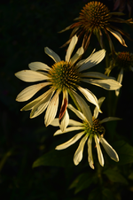 DSC_5715.webp