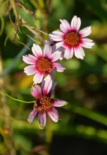 DSC_5704.webp