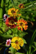 DSC_5705.webp