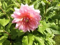 Bilda176.webp