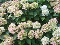 Bilda142.webp