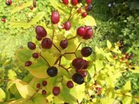 Bilda137.webp