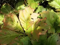 Bilda121.webp