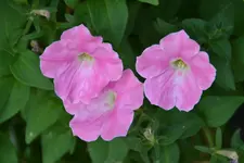 DSC_9259.webp