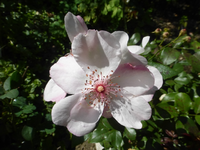 P1530880.webp