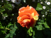 P1530851.webp
