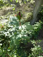 P1530611.webp