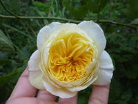 P1530301.webp