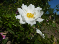 P1530863.webp