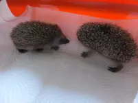 DSCF9649.webp