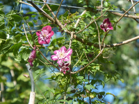 P1530840.webp