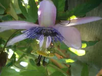 PA010534.webp