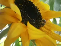 PA010535.webp