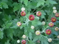 PA010536.webp