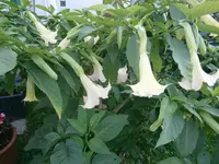 PA010538.webp