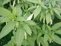 PA010539.webp