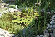 teich (2).webp