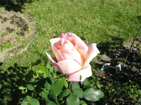 IMG_4495.webp