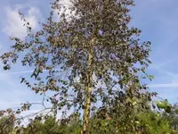 Bilda044.webp