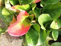 Bilda127.webp