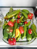 DSCN3268.webp