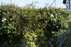 _DSC9431.webp
