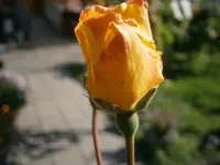 PA020548.webp