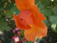 PA020549.webp