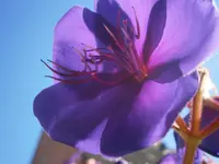 PA020550.webp