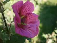 PA020551.webp
