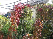003.webp