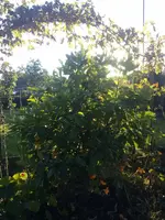 CAM01254.webp