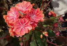 lws2015 (2).webp