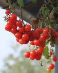 Cherry_Tomarten_rot_grün_letzte Ernte_makro_640.JPG