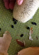 Luffa1.webp