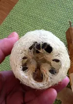 Luffa2.webp